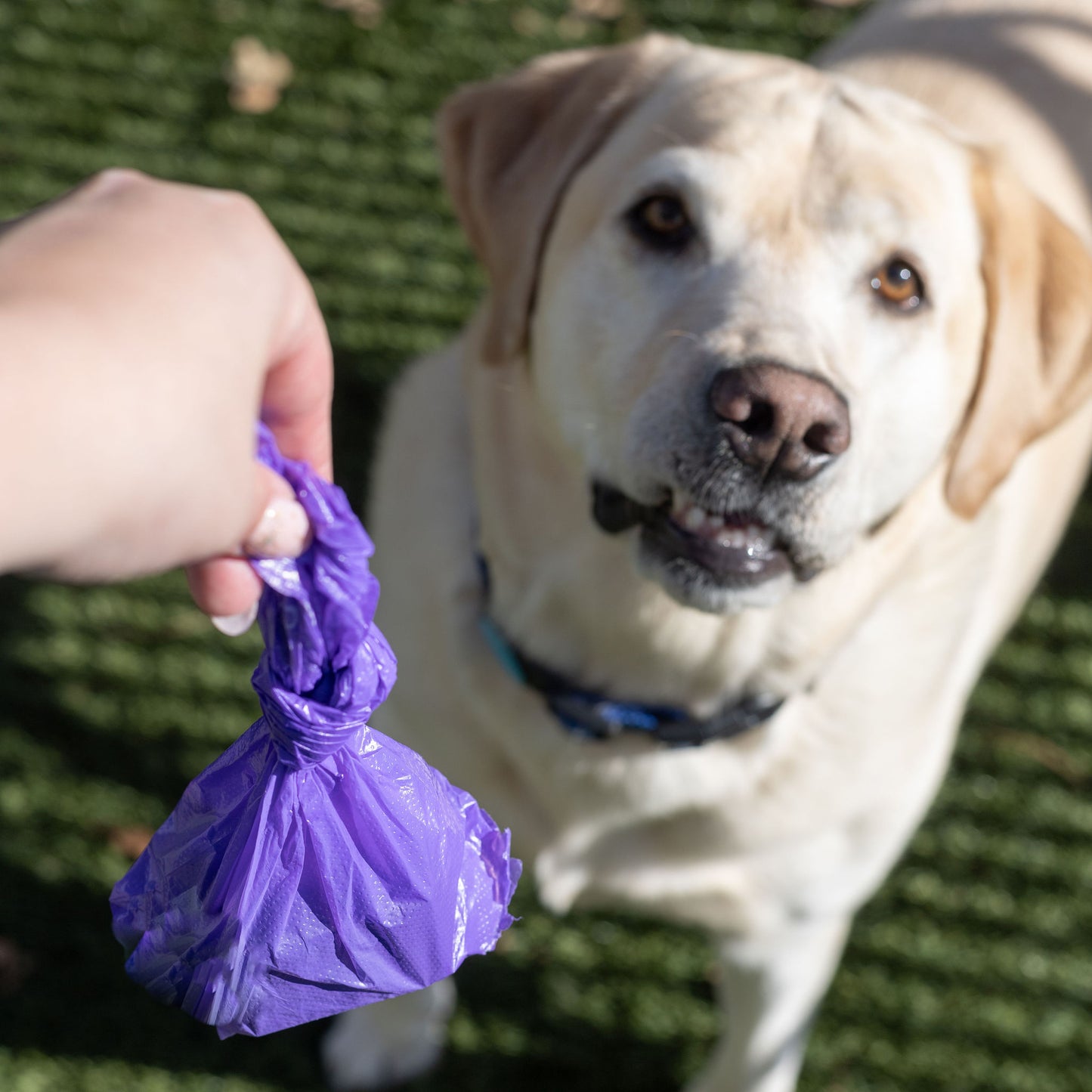 VALUE SIZE - 100% Recycled Dog Waste Bags